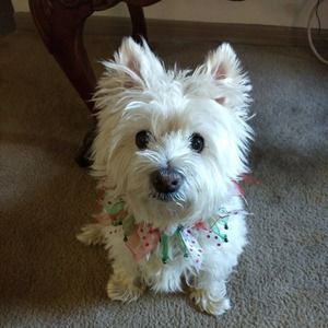 Meet your Posher, Jean